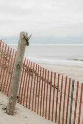 Atlantic dune fence on an overcast day